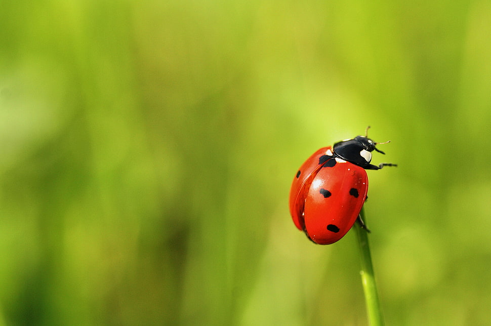 selective focus photography of ladybug during daytime HD wallpaper